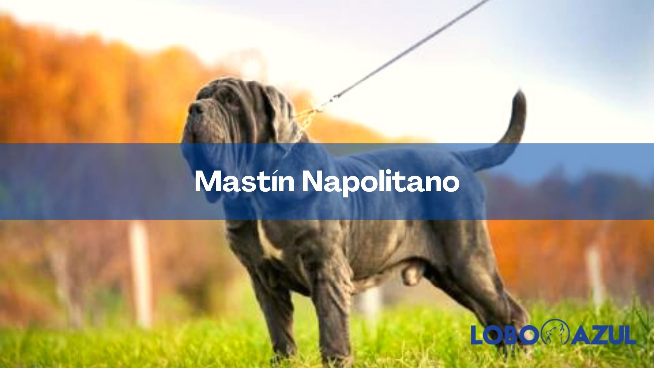 Mastín Napolitano, un amigo de gran corazón
