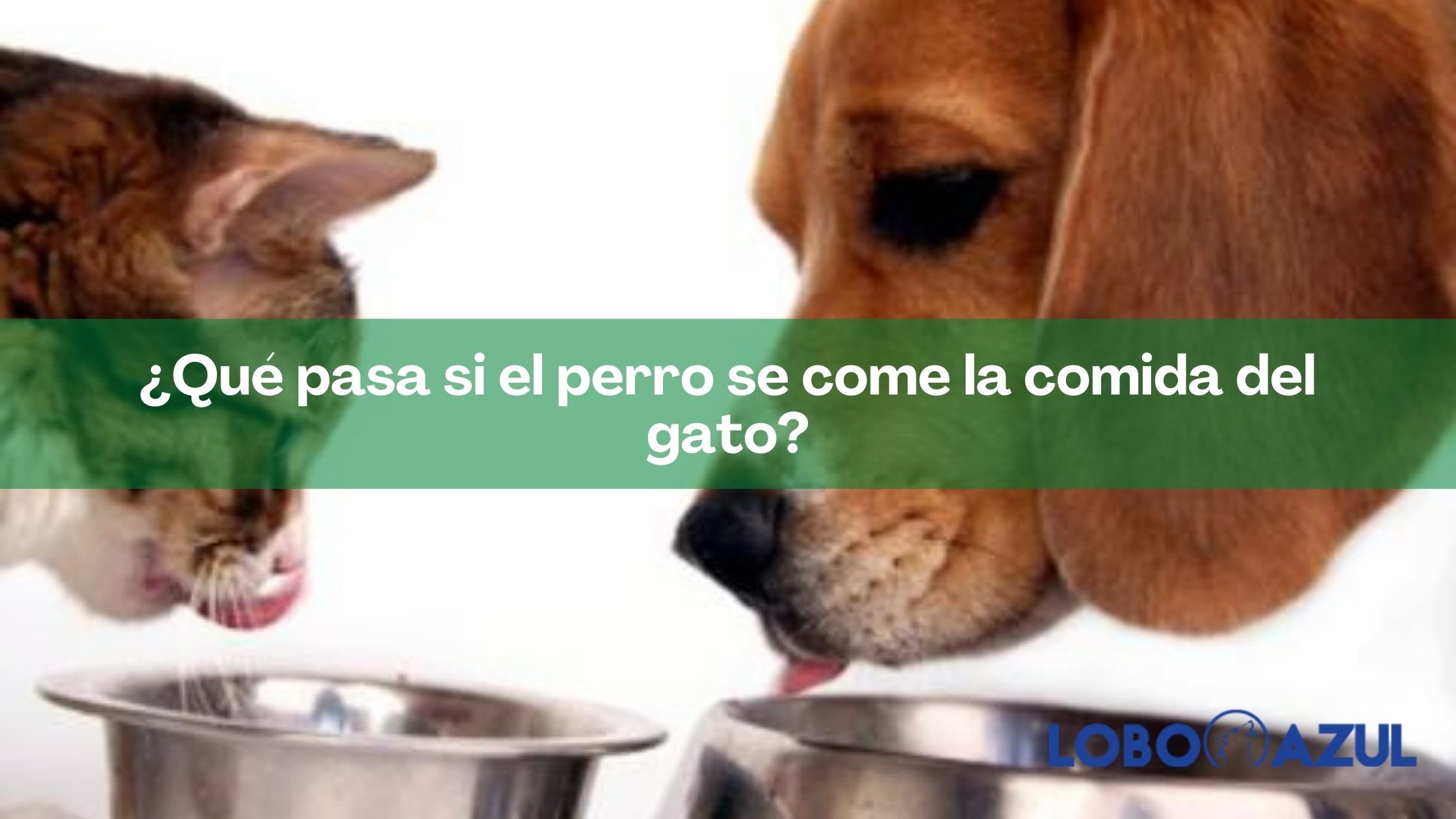 Qué pasa si el perro se come comida del gato? 【Lobo Azul】