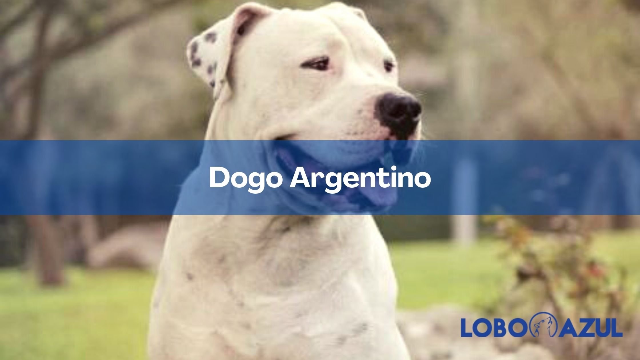 El Dogo Argentino: origen, características y comportamiento