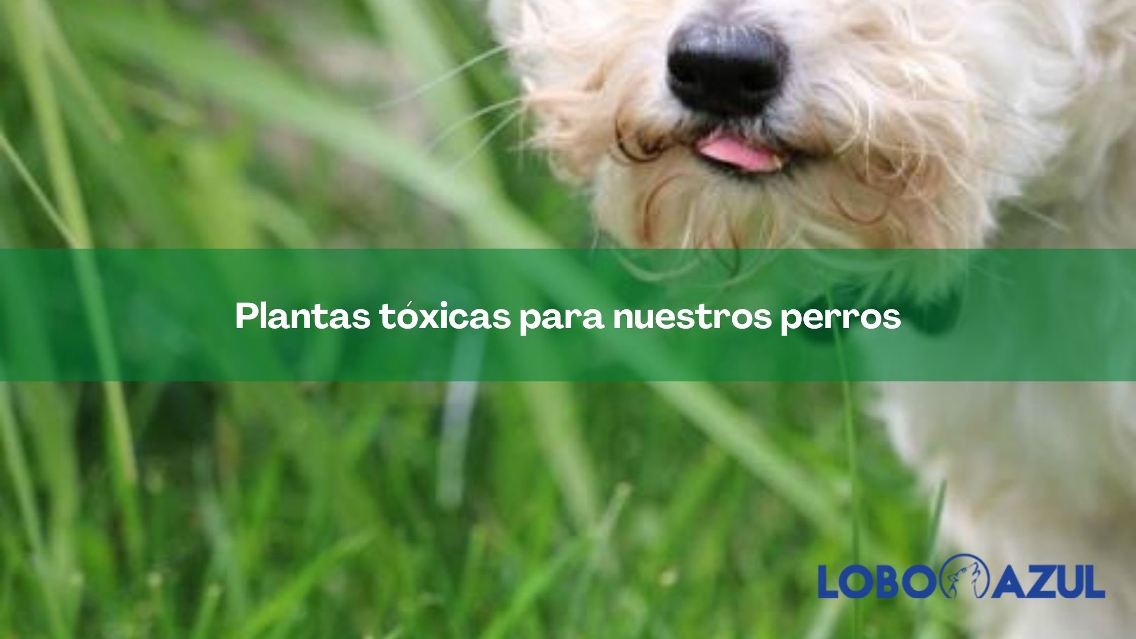 Plantas tóxicas para nuestros perros