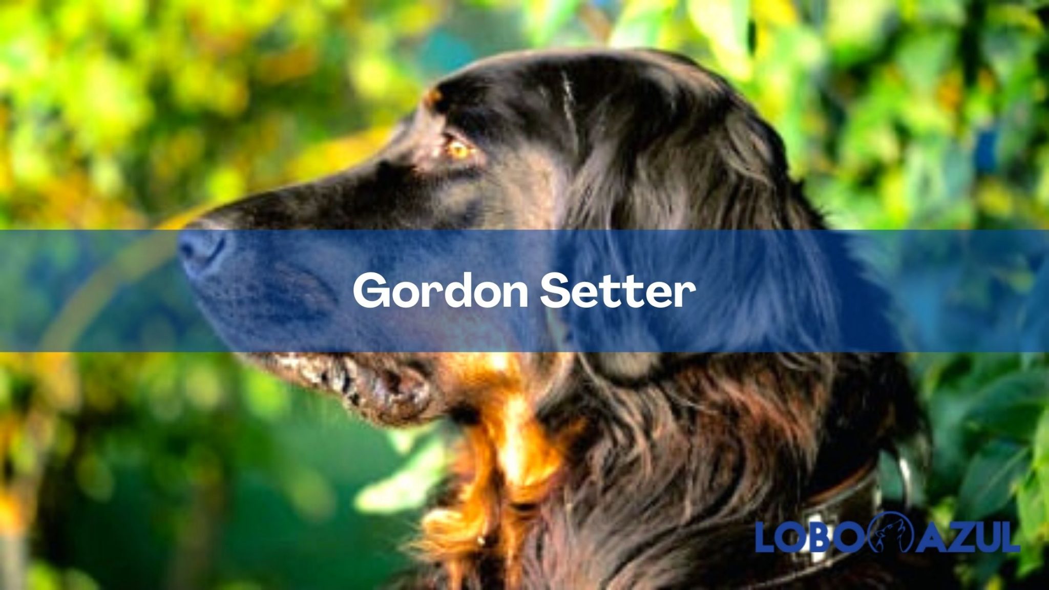 Gordon Setter - Descubre su personalidad y apariencia distinguida