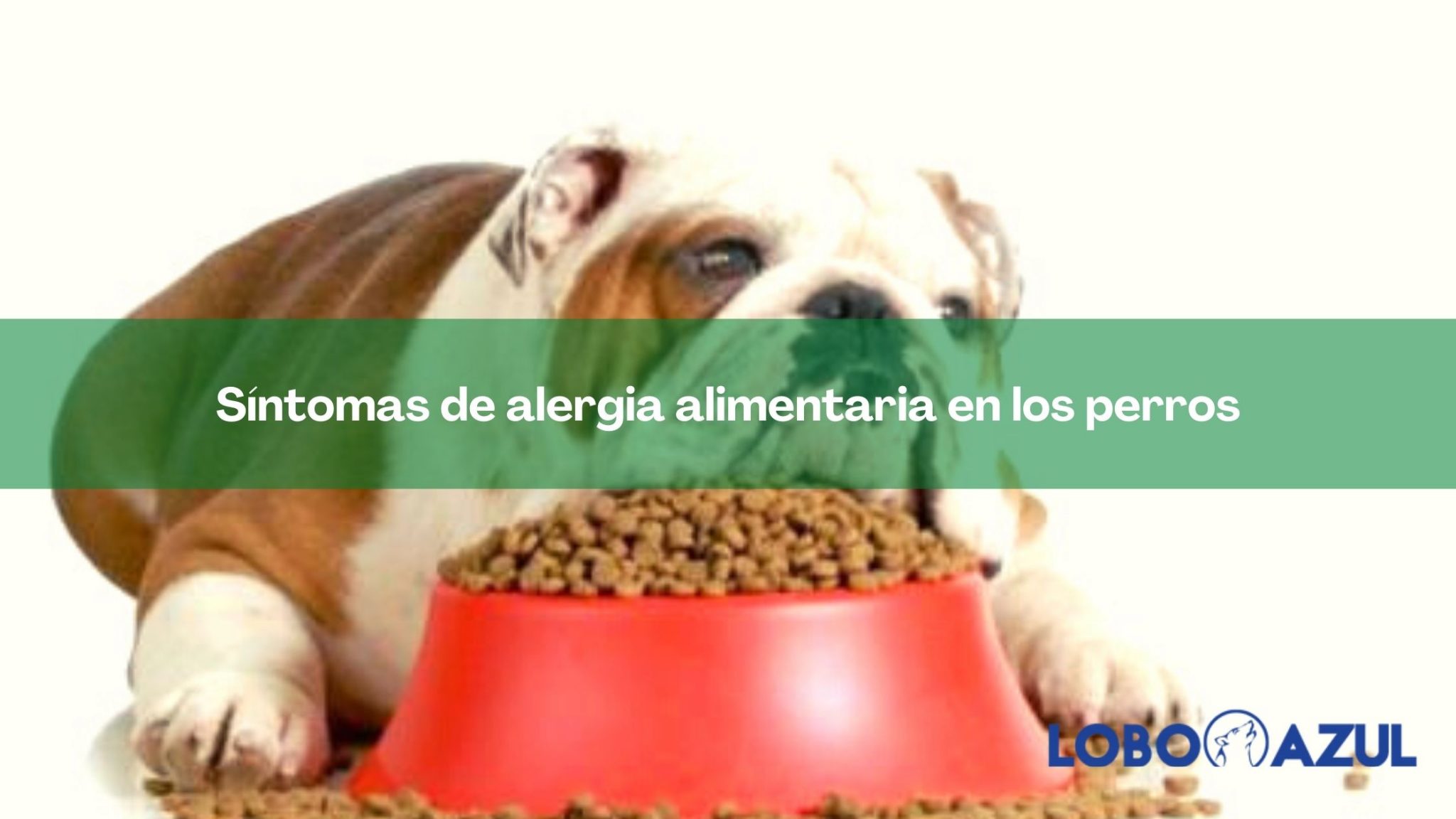 Síntomas de alergia alimentaria en los perros, cuidados y prevención 【Lobo  Azul】