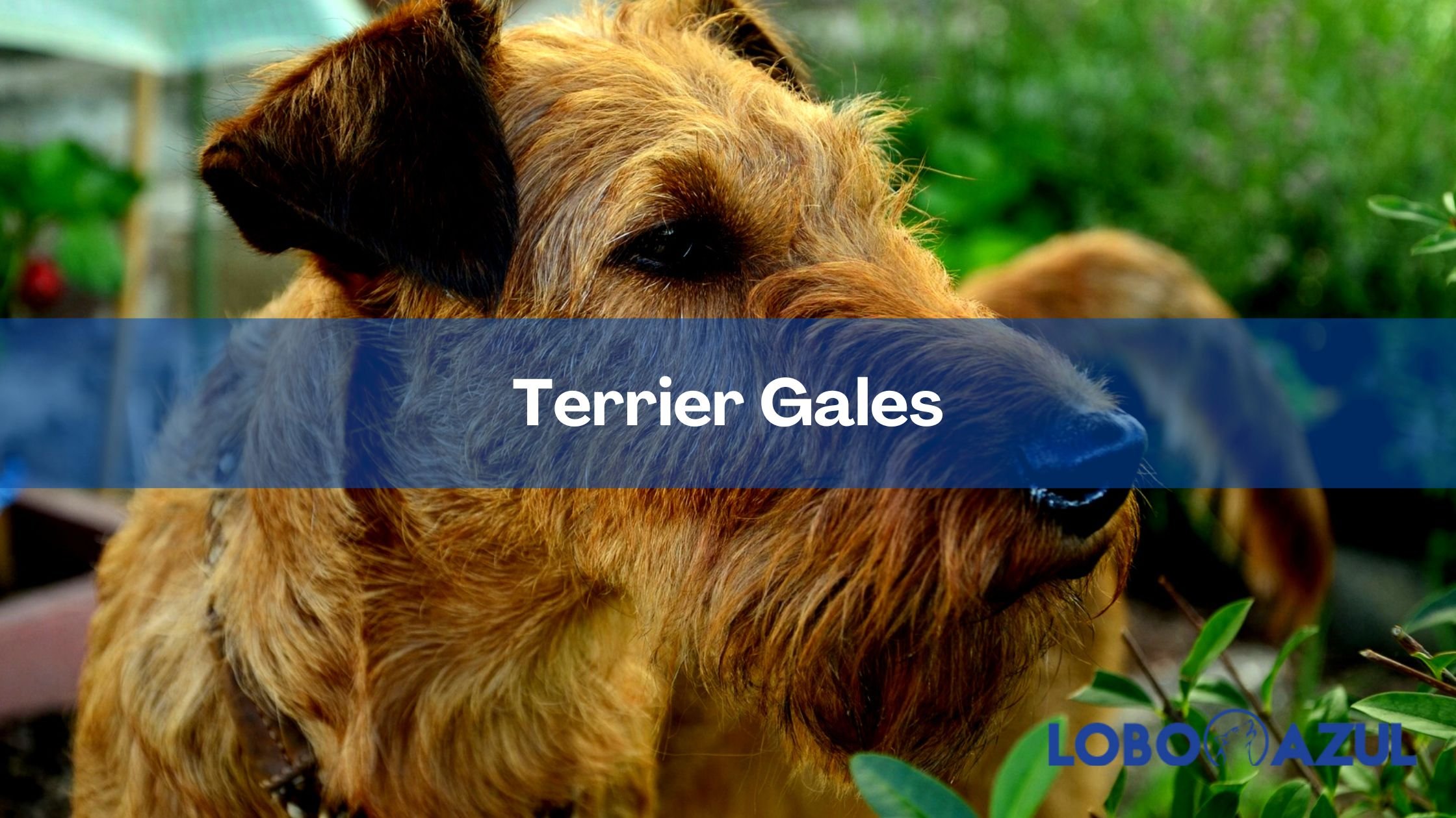 Terrier Galés - Historia, Apariencia y Salud