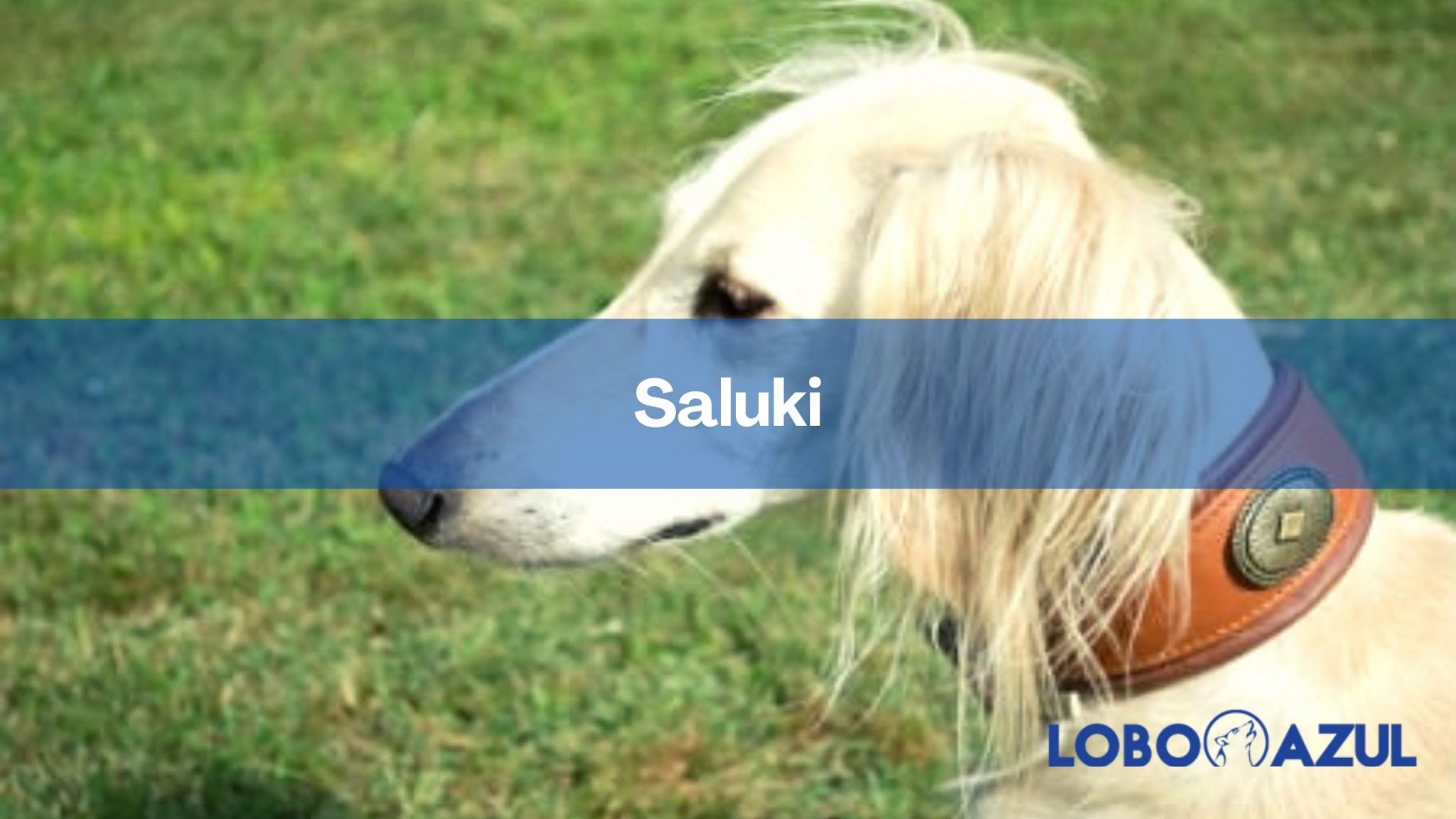 Saluki - Descubre esta apreciada raza canina