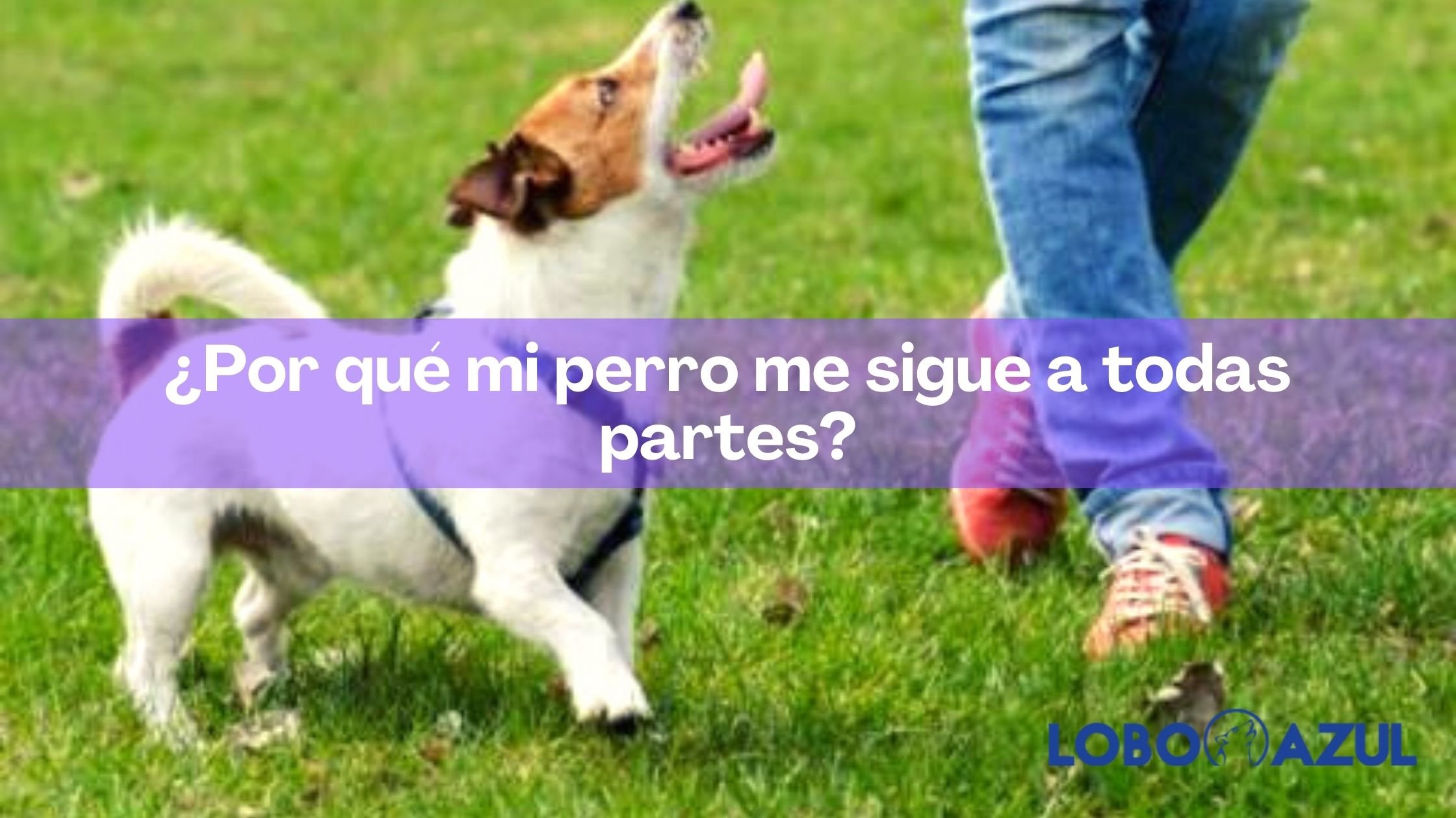 Por qué mi perro me sigue a todas partes? 【Lobo Azul】