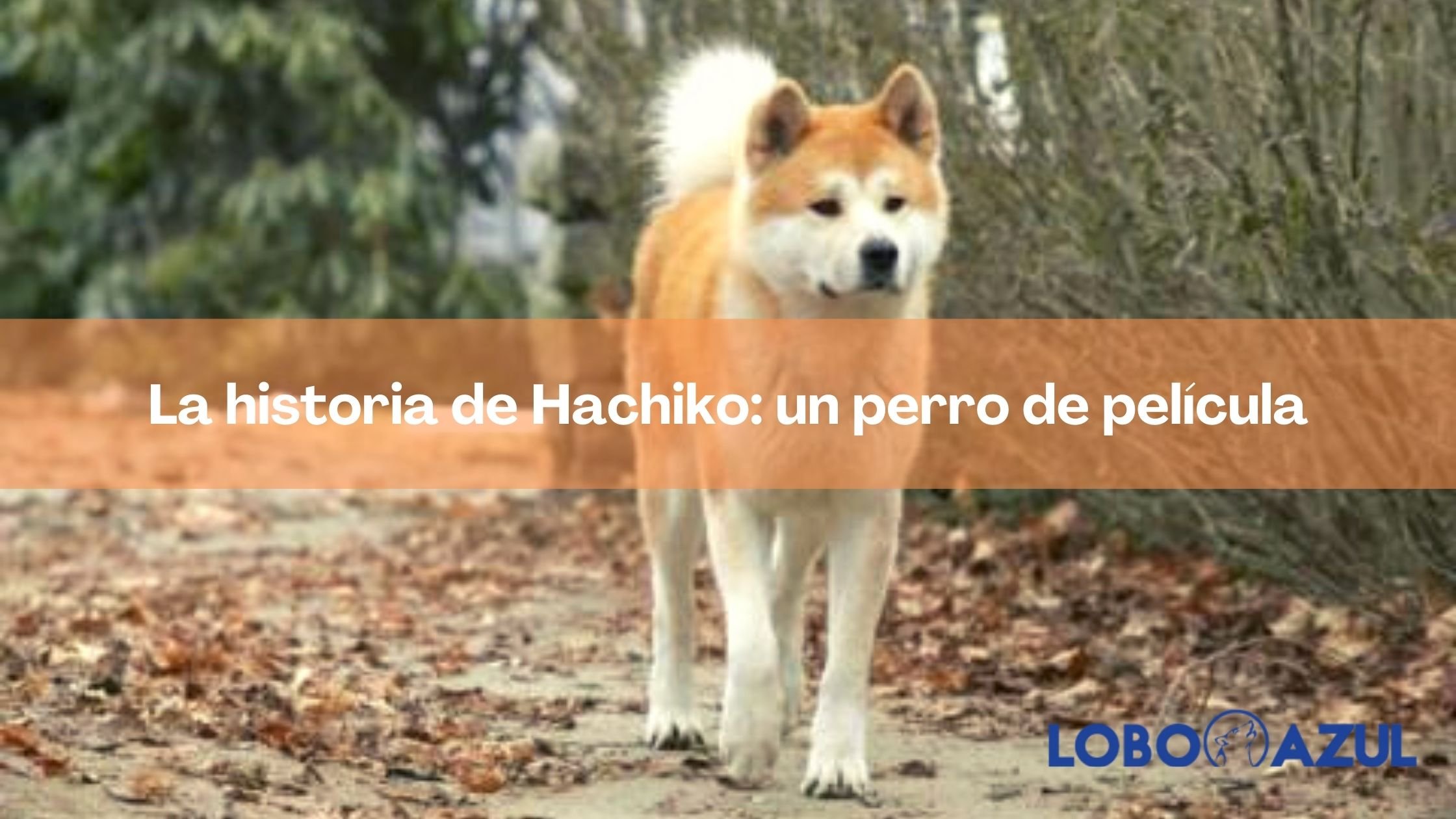 La historia de Hachiko: un perro de película 【Lobo Azul】