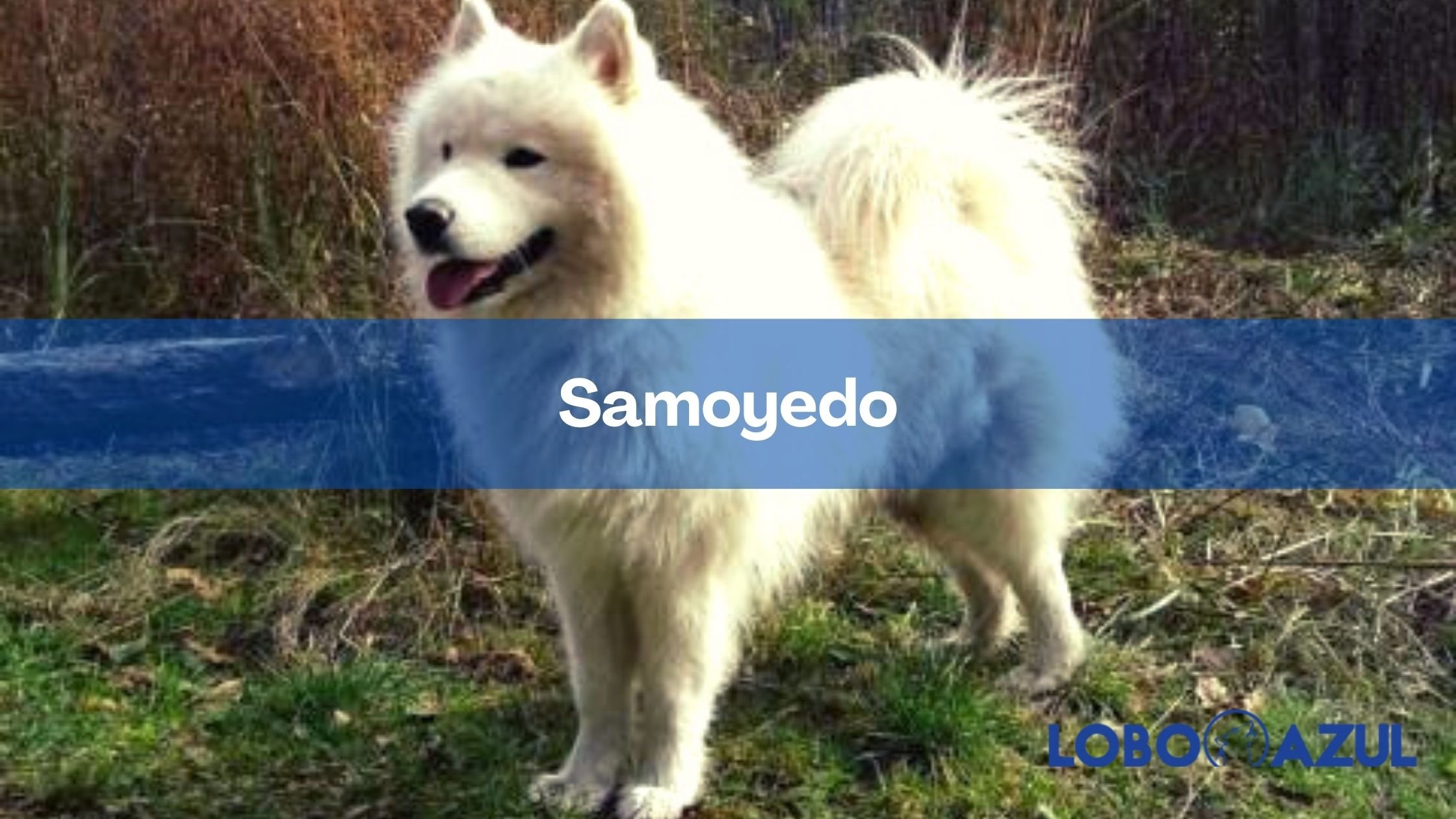 El Samoyedo | Guía completa para conocer al perro blanco ruso
