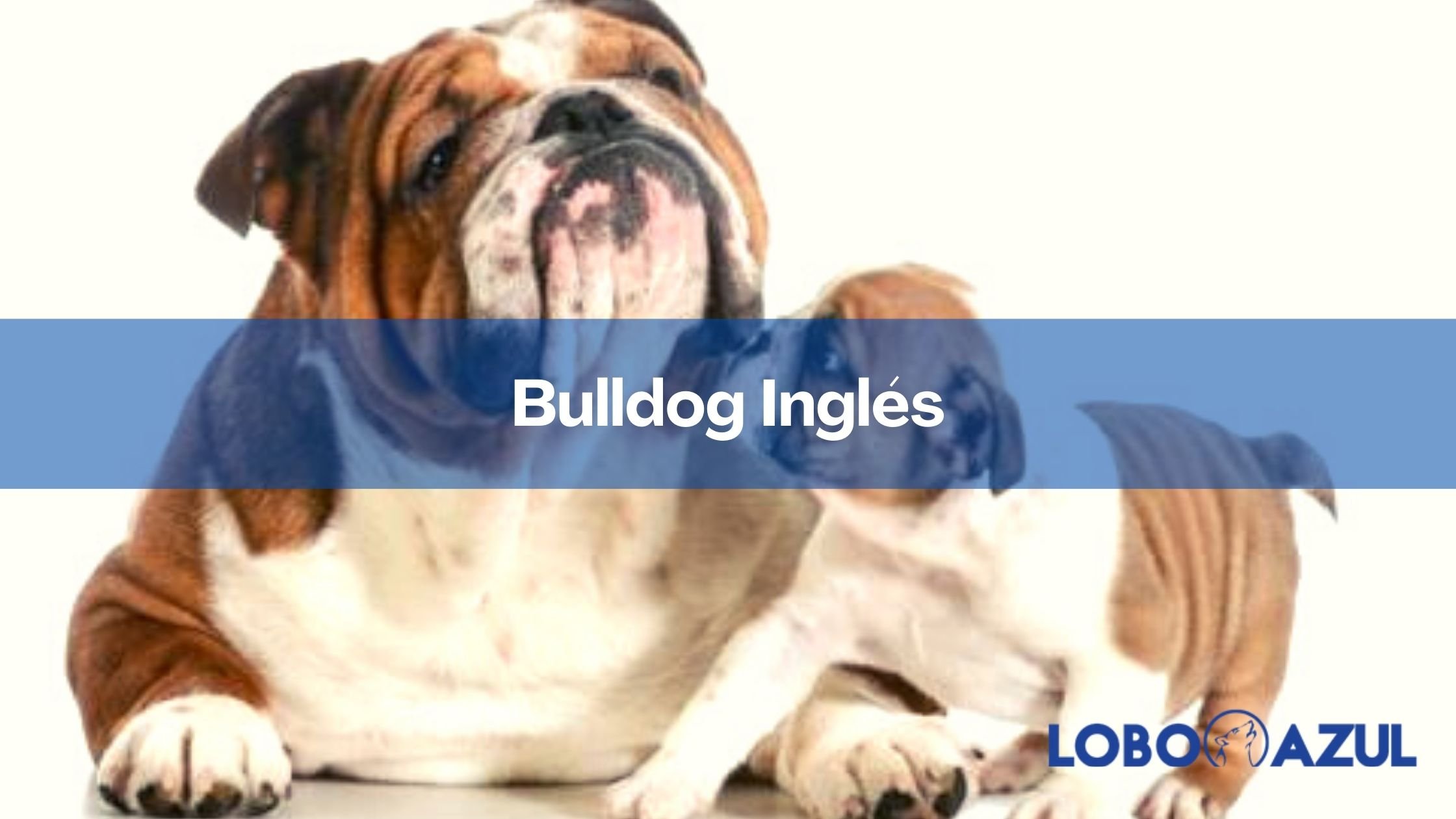 Bulldog Inglés