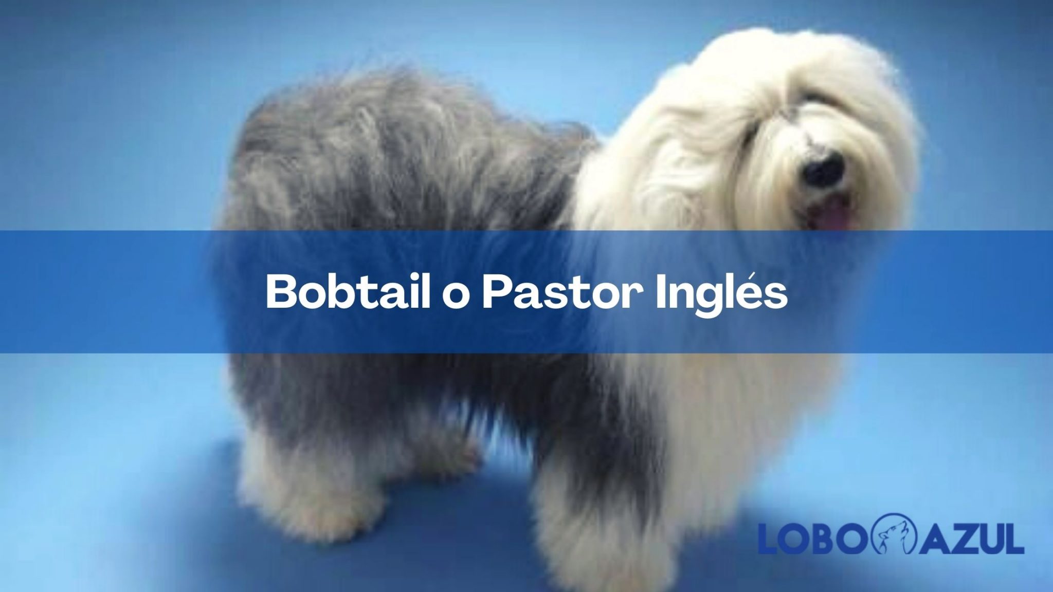 VIEJO PASTOR INGLÉS - TIPOS DE PERRO 