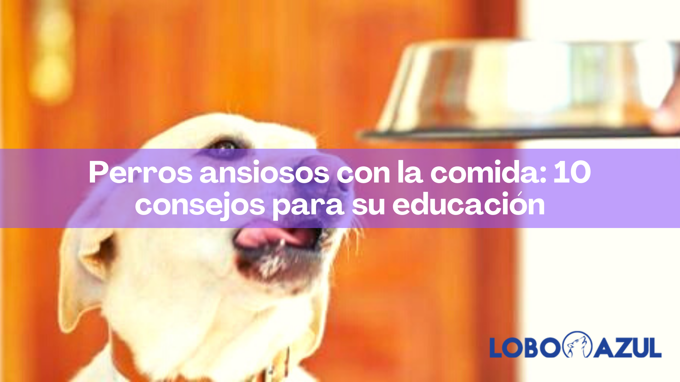 Perros ansiosos con la comida: 10 consejos para su educación 【Lobo Azul】