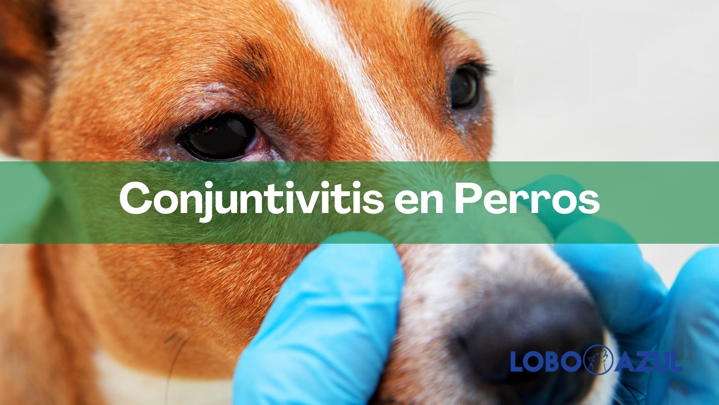 Conjuntivitis en perros – Causas y tratamiento【Lobo Azul】