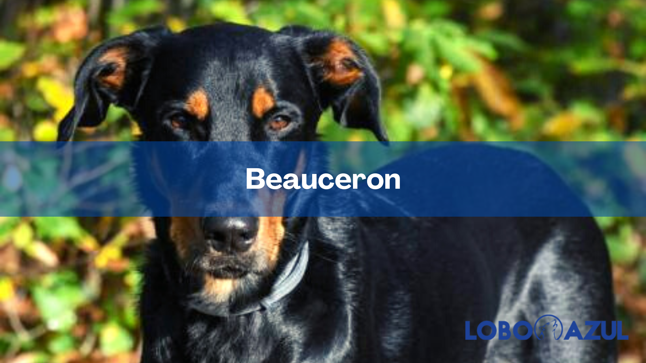 Beauceron - Inteligencia y energía en un solo perro