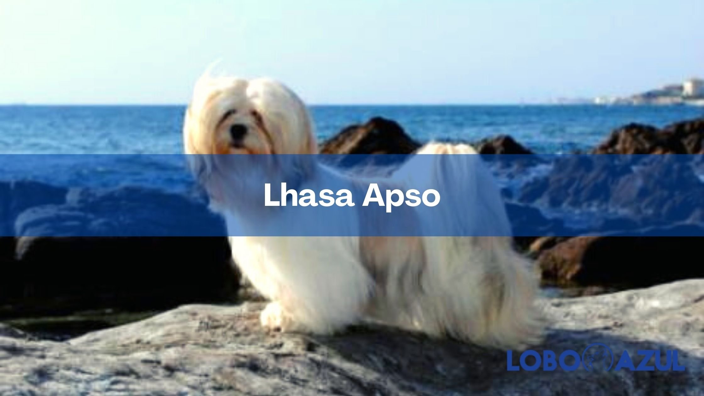 Lhasa Apso - Un gran perro en un pequeño cuerpo