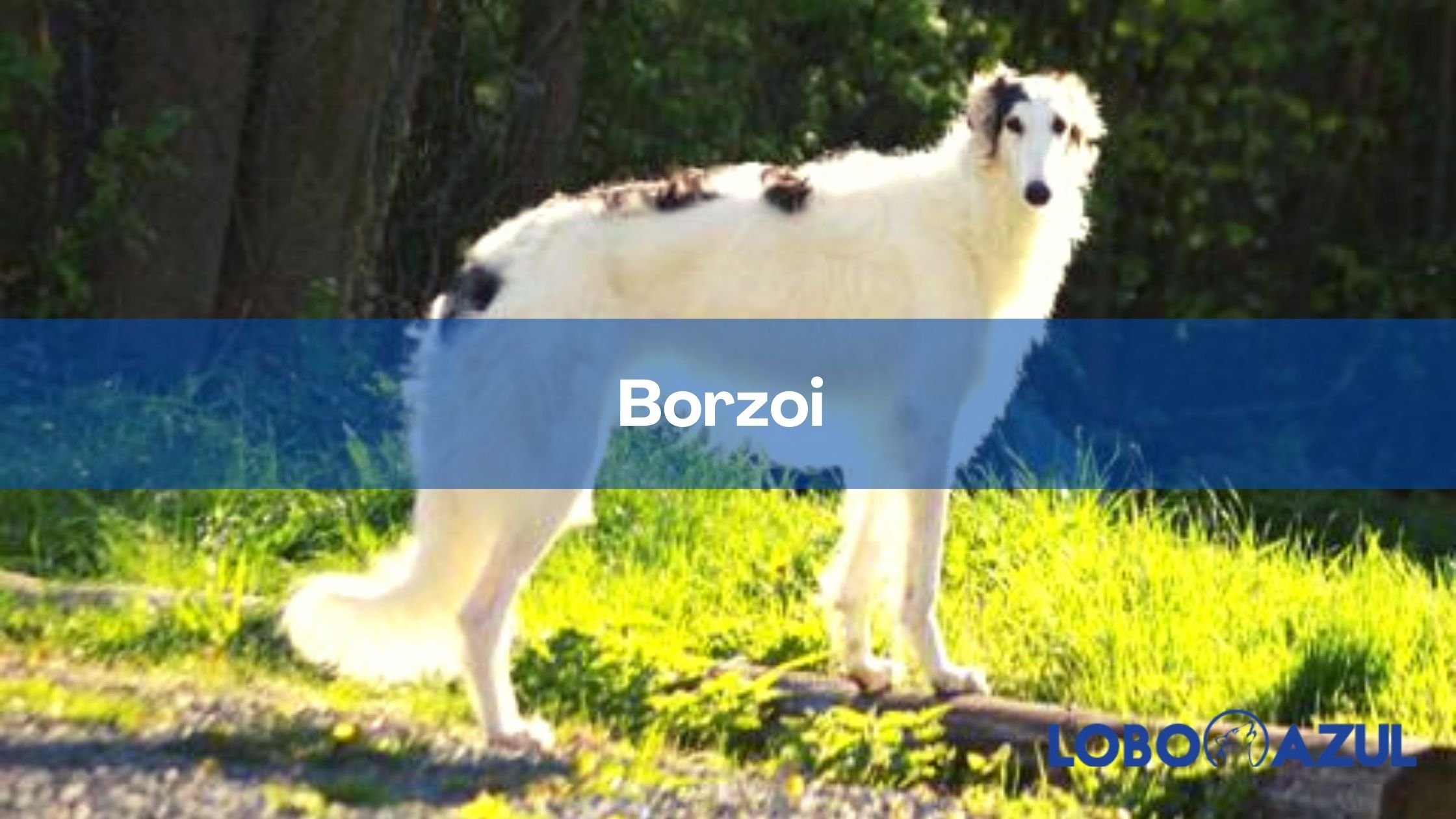 Borzoi – Aristocracia canina