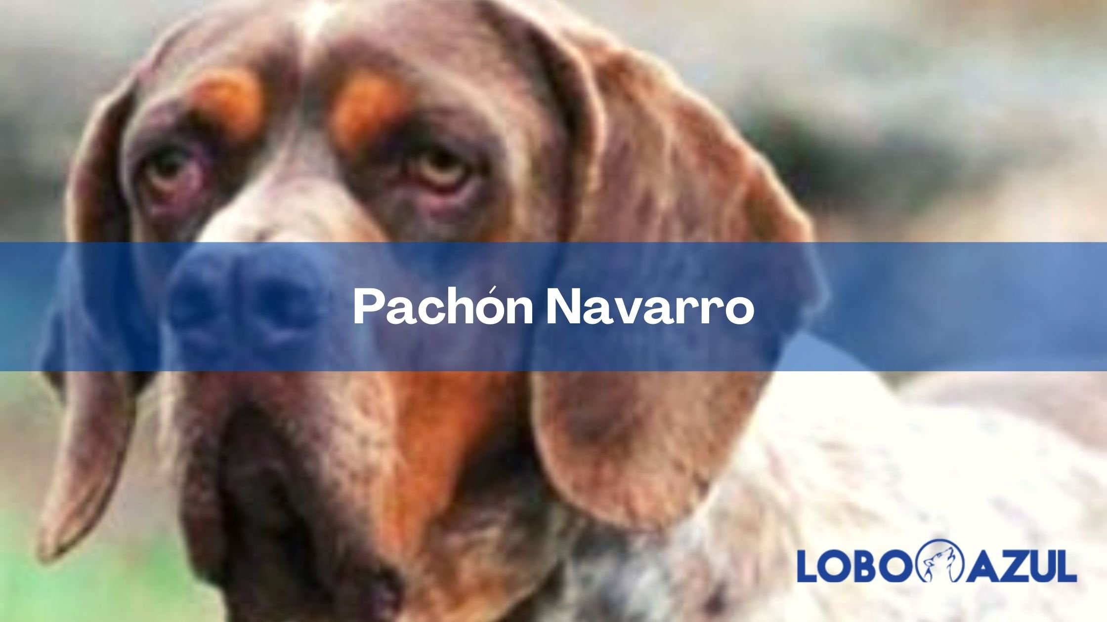 El Pachón Navarro: ¡conoce al perro con dos narices!