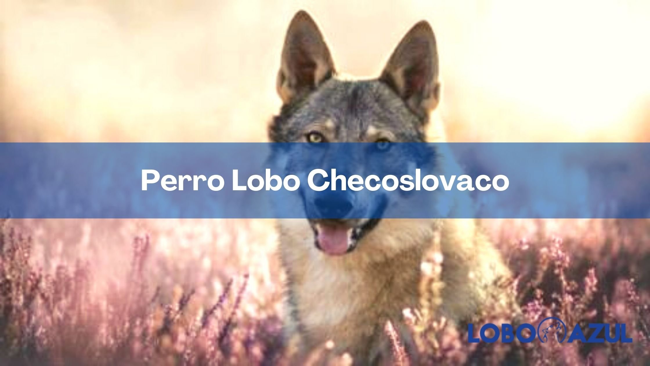 Perro Lobo Checoslovaco