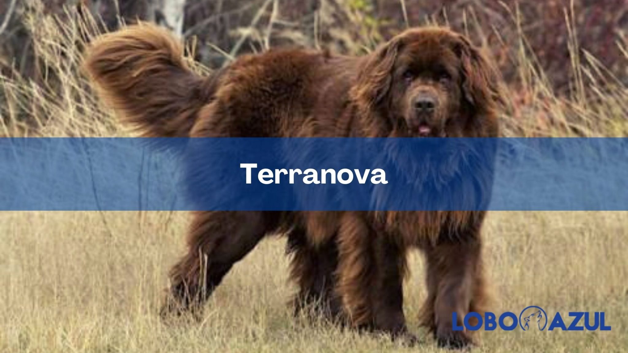 Terranova: un verdadero perro de peluche