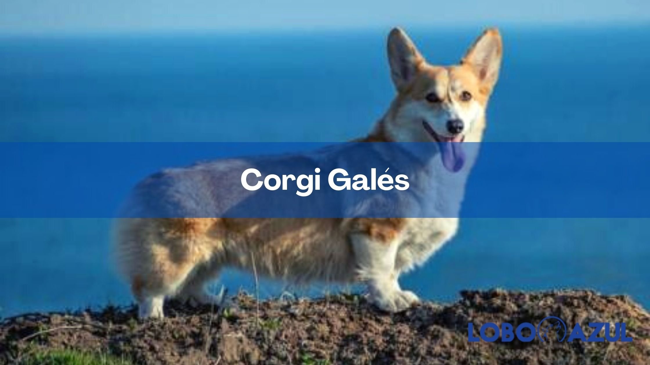 Corgi Galés: el preferido de la realeza
