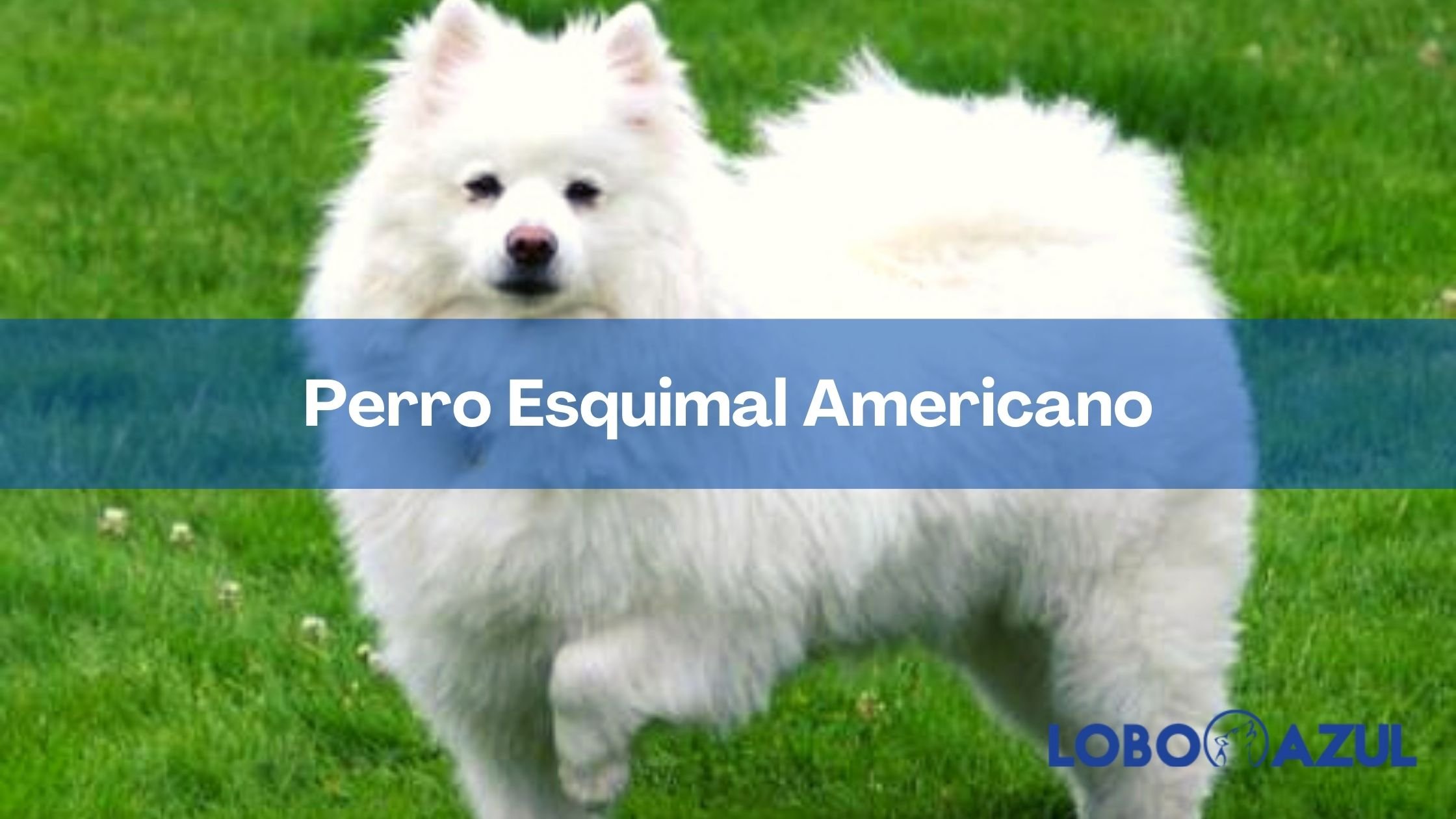 El Perro Esquimal Americano: un peludo amigo blanco