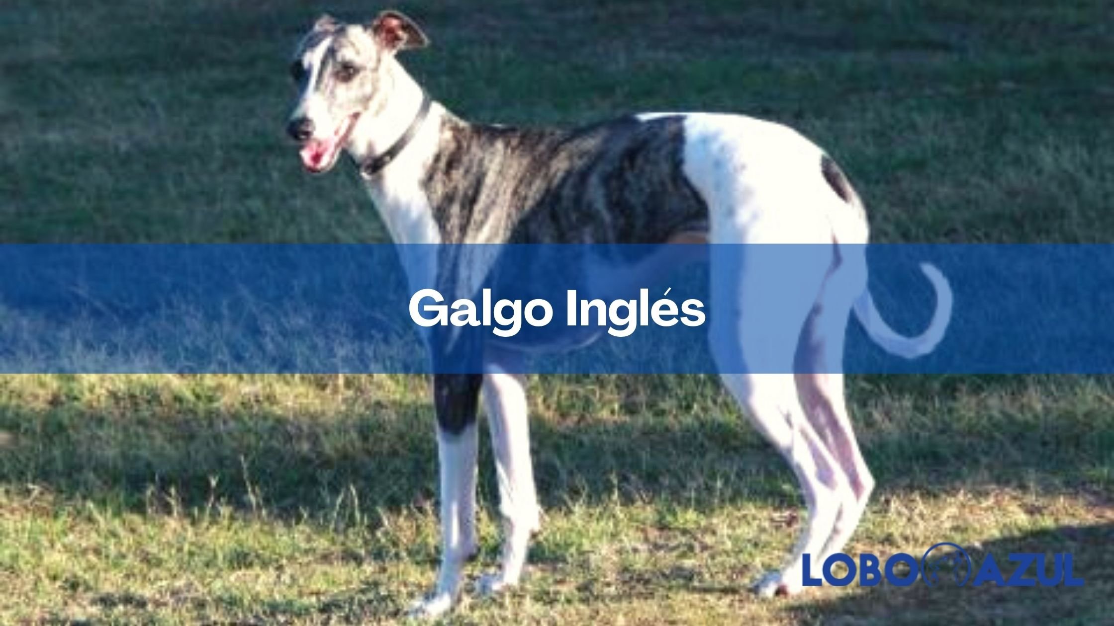 Galgo Inglés - Descubre esta raza y sus variantes