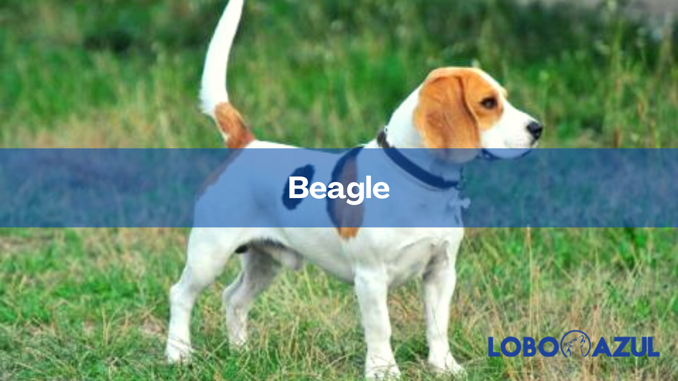 Beagle, un sabueso maravilloso
