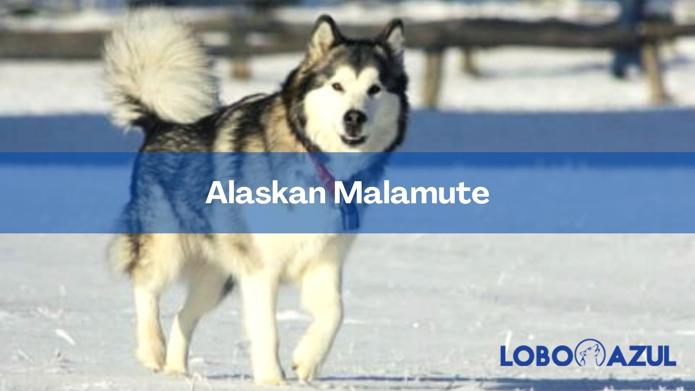 Alaskan Malamute - Origen, características y comportamiento de esta raza