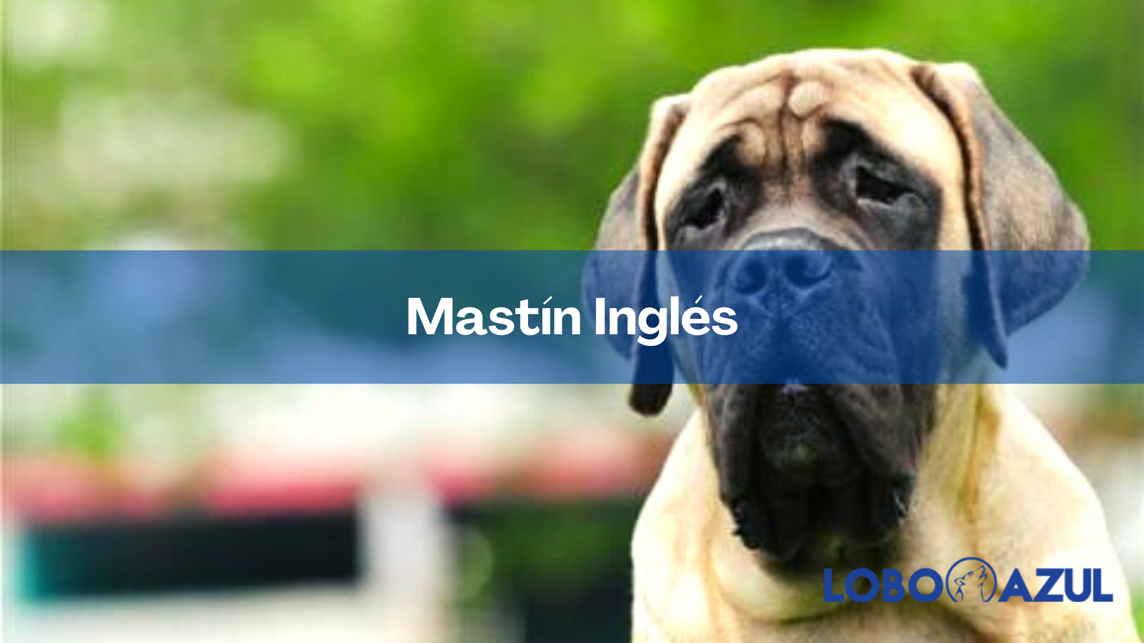 Mastín Inglés -Te contamos todo sobre este gran perro
