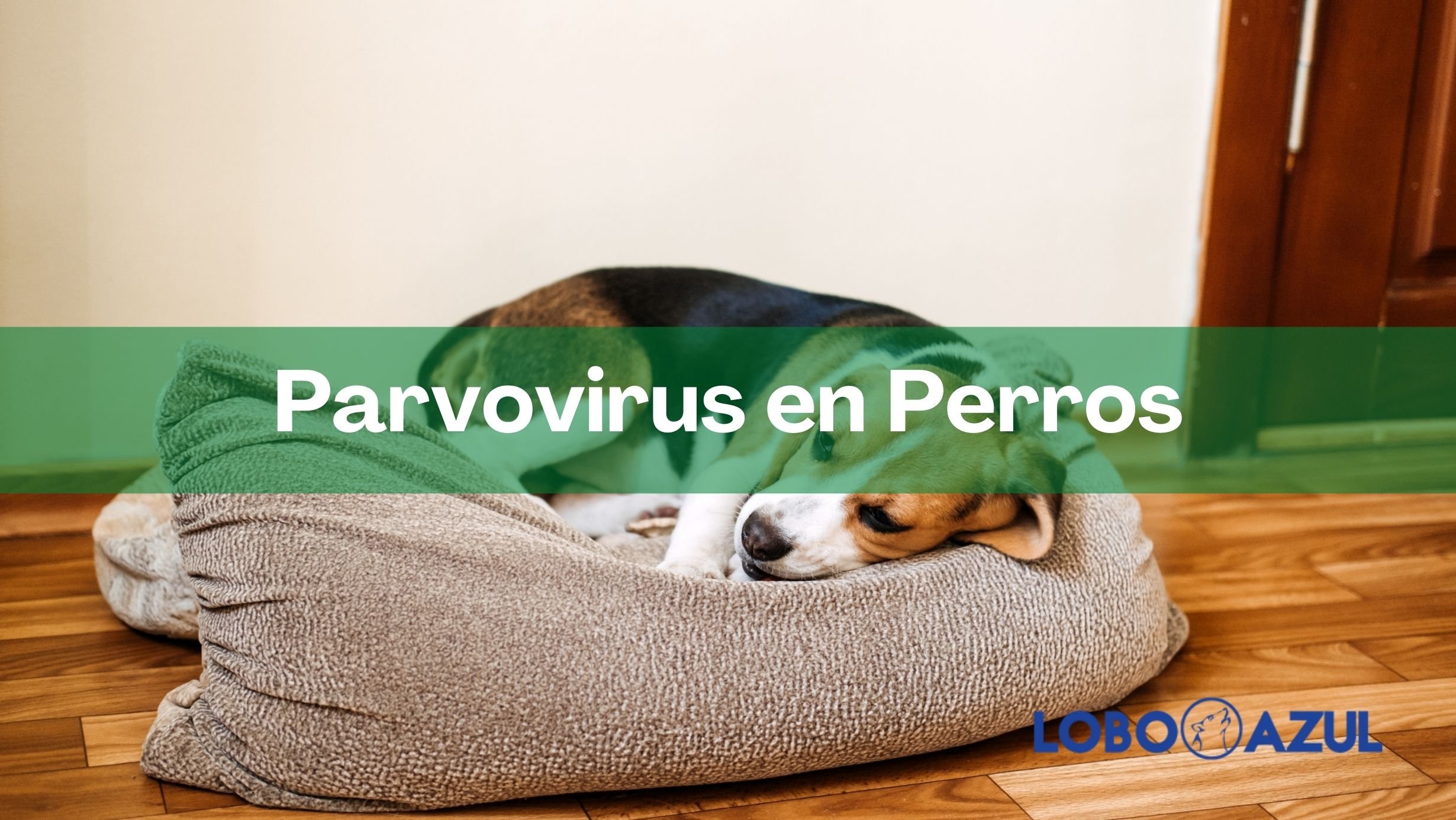 Parvovirus en Perros – Qué es, síntomas, diagnóstico y tratamiento
