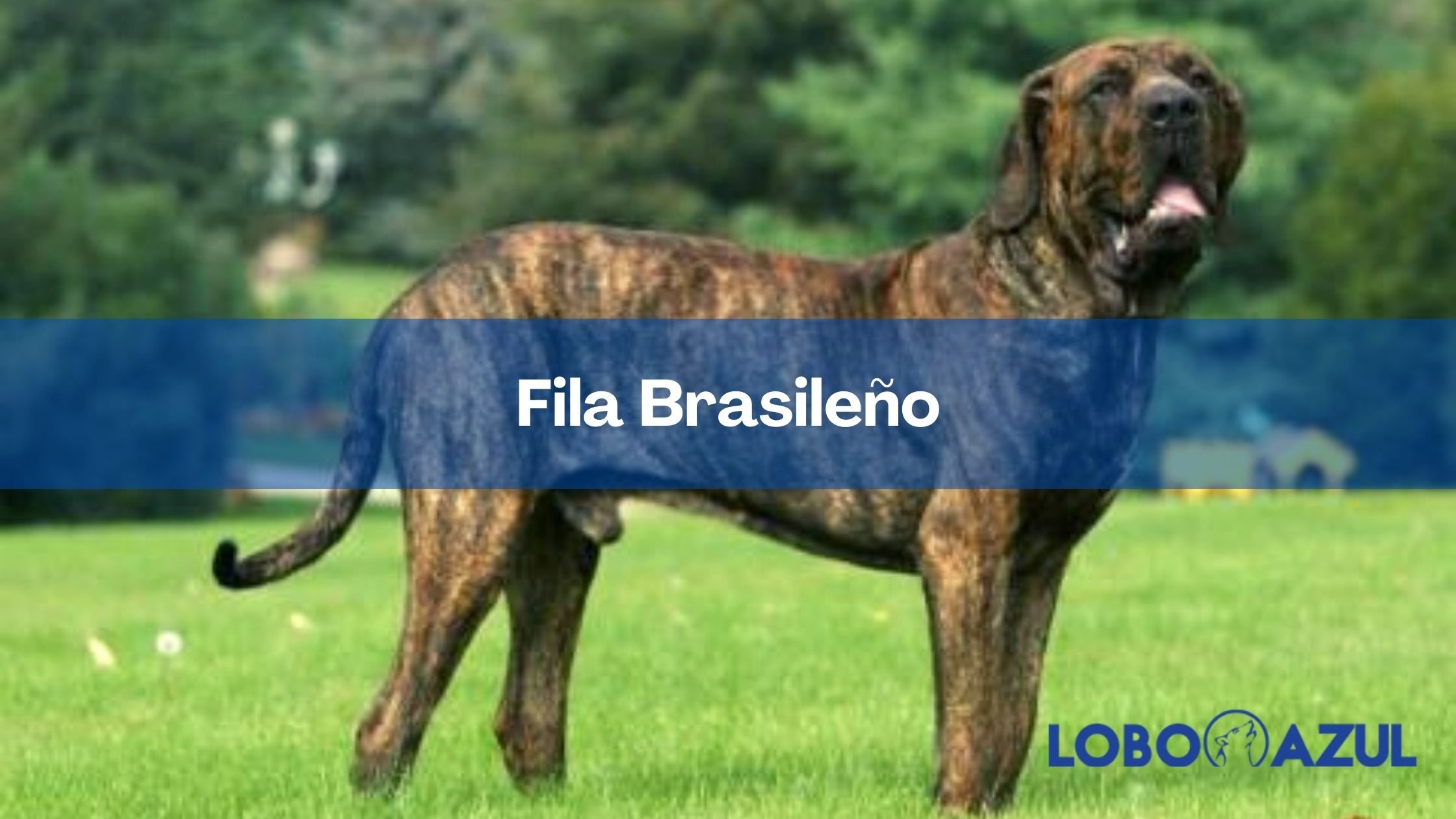 Fila Brasileño - Un guardián para la familia 【Lobo Azul】