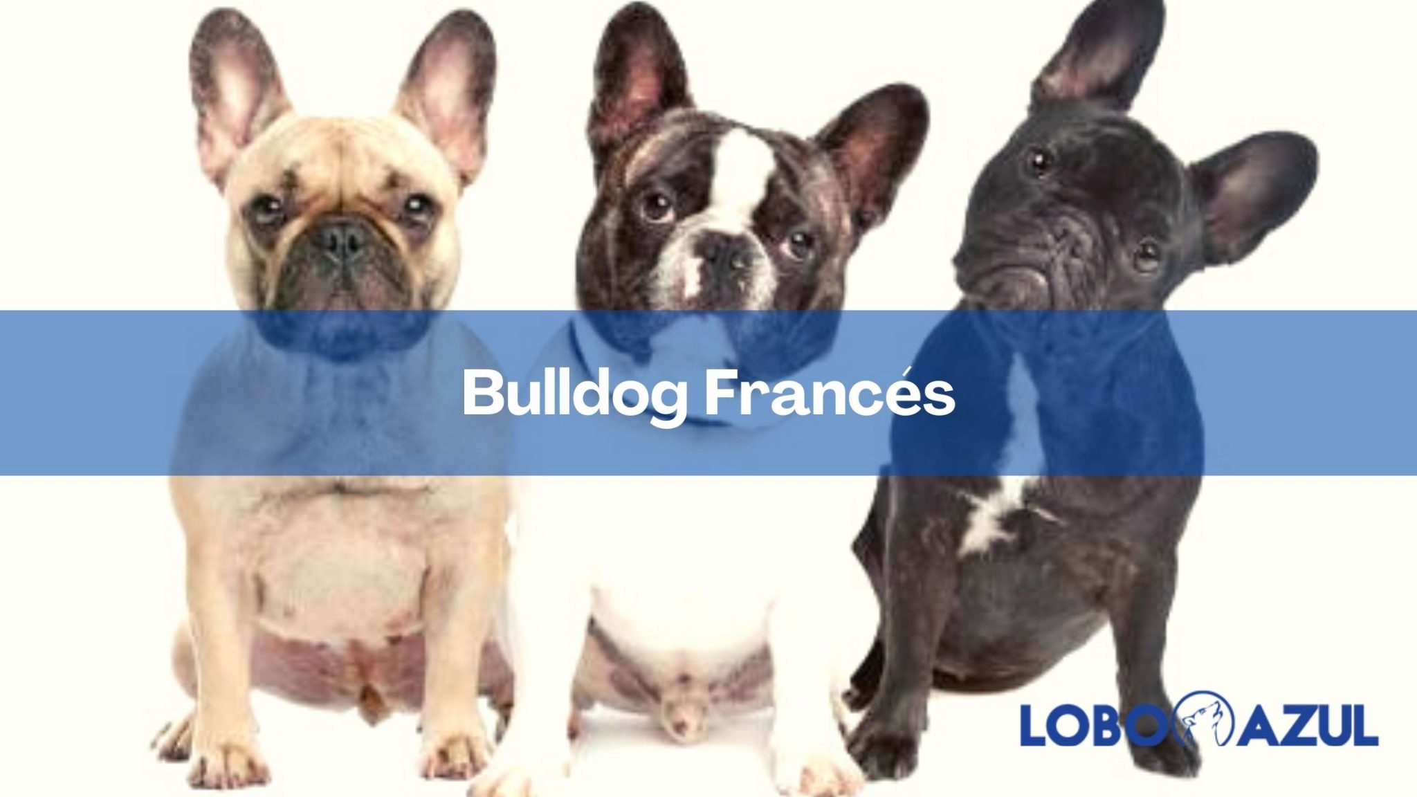 Bulldog Frances | Guía completa de esta raza 【Lobo Azul】