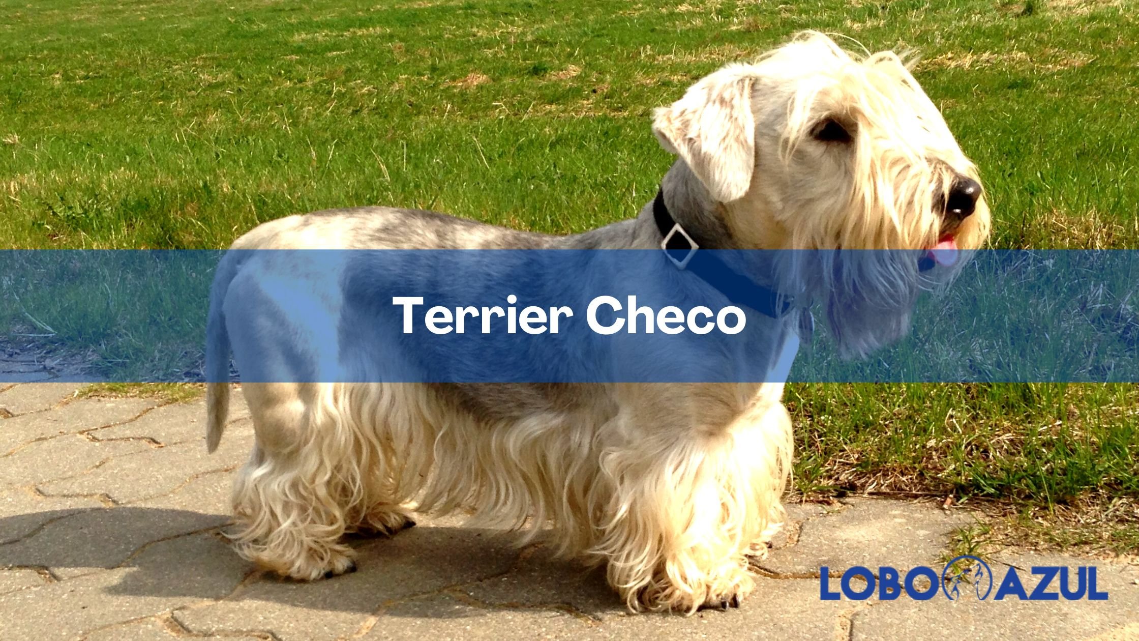 Terrier Checo o Cesky Terrier