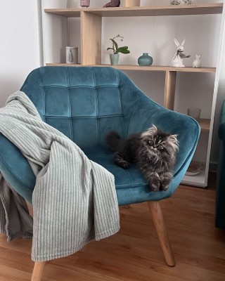 صورة كرسي ميلو بحواف مستديرة – تنجيد ناعم وأرجل خشبية