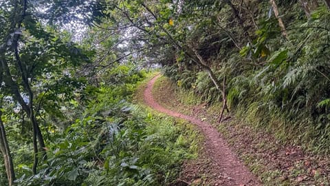 Sakul Trail Hualien: 1-Hour Loop with Waterfall, Macaques and Taiwan's Endemic Barbet