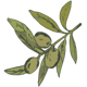 Olive Oleic Acid