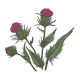 Milk Thistle