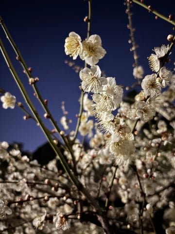 もうすぐ梅祭り!