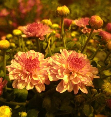 寒の戻りと花冷え