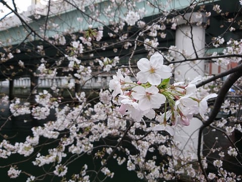 日本橋でお花見｜マッサージのように気持ちいい、肩甲骨ストレッチのリラク日本橋店【東京駅,日本橋駅,大手町駅,三越前駅すぐ】