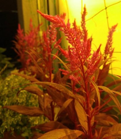 コタツのヒーターを交換した話