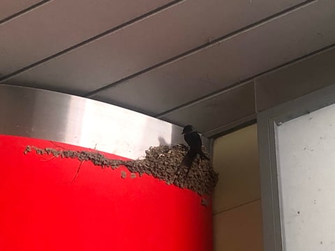 ツバメちゃんたちのその後、、、。
