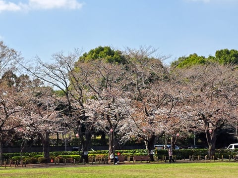 足立区内お花見おすすめスポット【ReRaKuベルクスモール足立花畑】