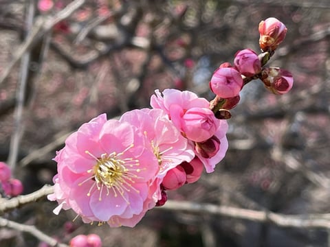 自然の中を散歩してメンタル回復