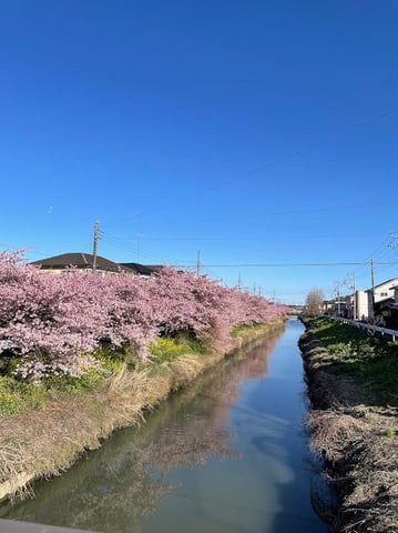 河津桜