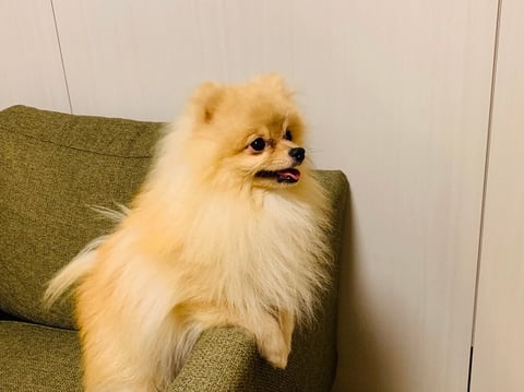 かわいいポメラニアン