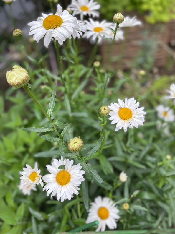 自然を思わす色は落ち着く色【キテラプラザ青葉台店】