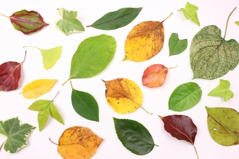 秋が近づいてきました