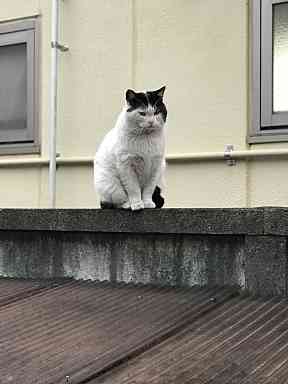 道で出会った猫さんたち☆★☆★