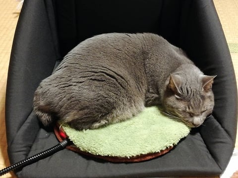暖をとる猫2