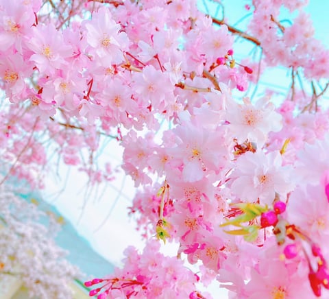 おなかケアの特徴