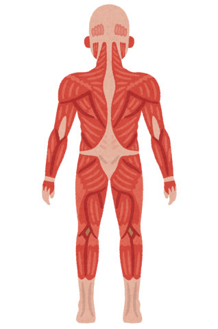 肩甲骨の話part8(=ﾟωﾟ)ﾉ　Re.Ra.Ku北浦和店